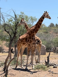 Safari tour you actually get to feed giraffe