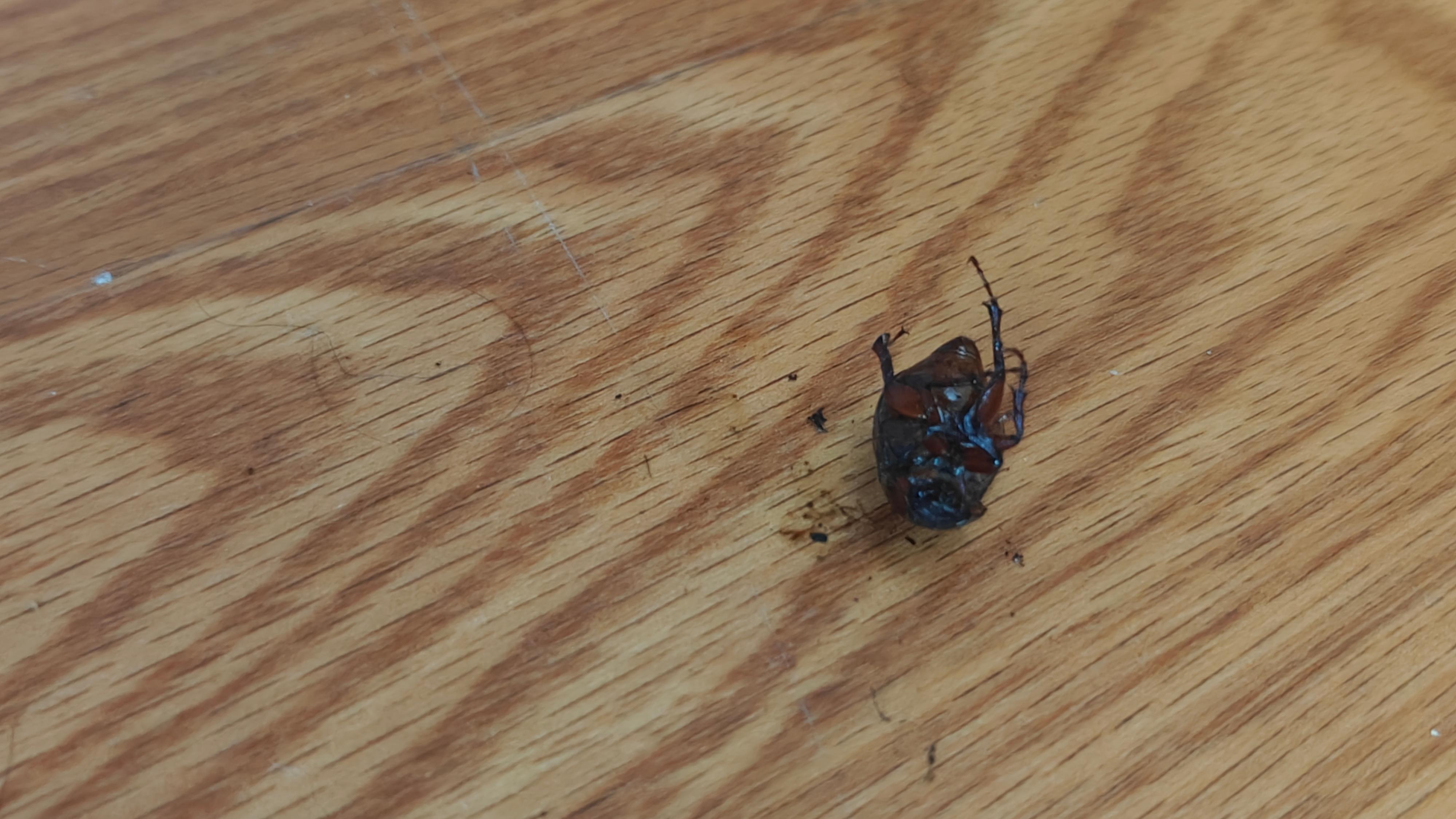 One of multiple dead cockroaches in the room.