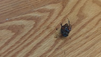 One of multiple dead cockroaches in the room.