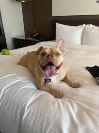 Our dog enjoying the hotel room!