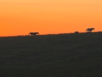 Beautiful Sunset with our new four legged friends.