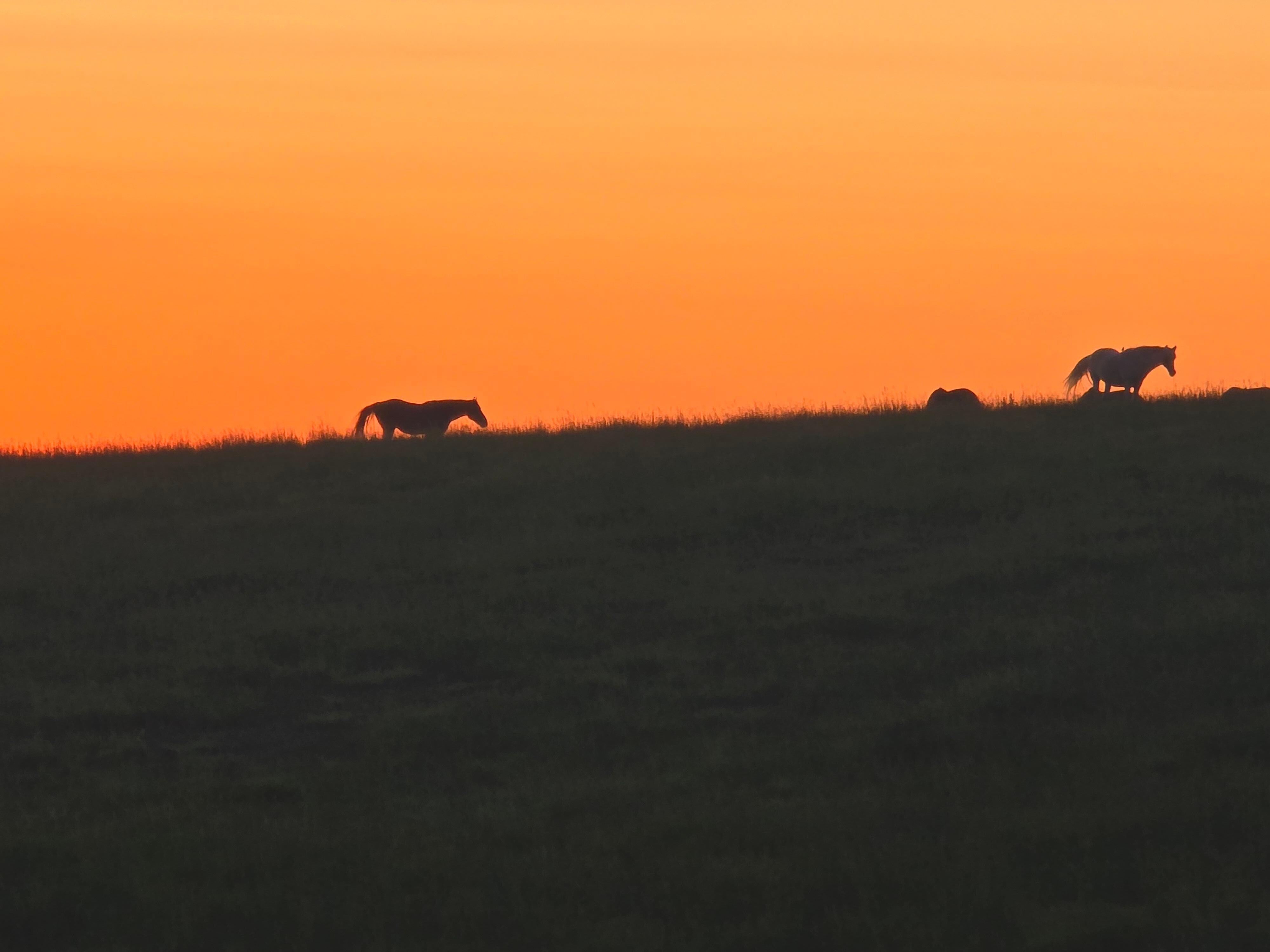Beautiful Sunset with our new four legged friends. 