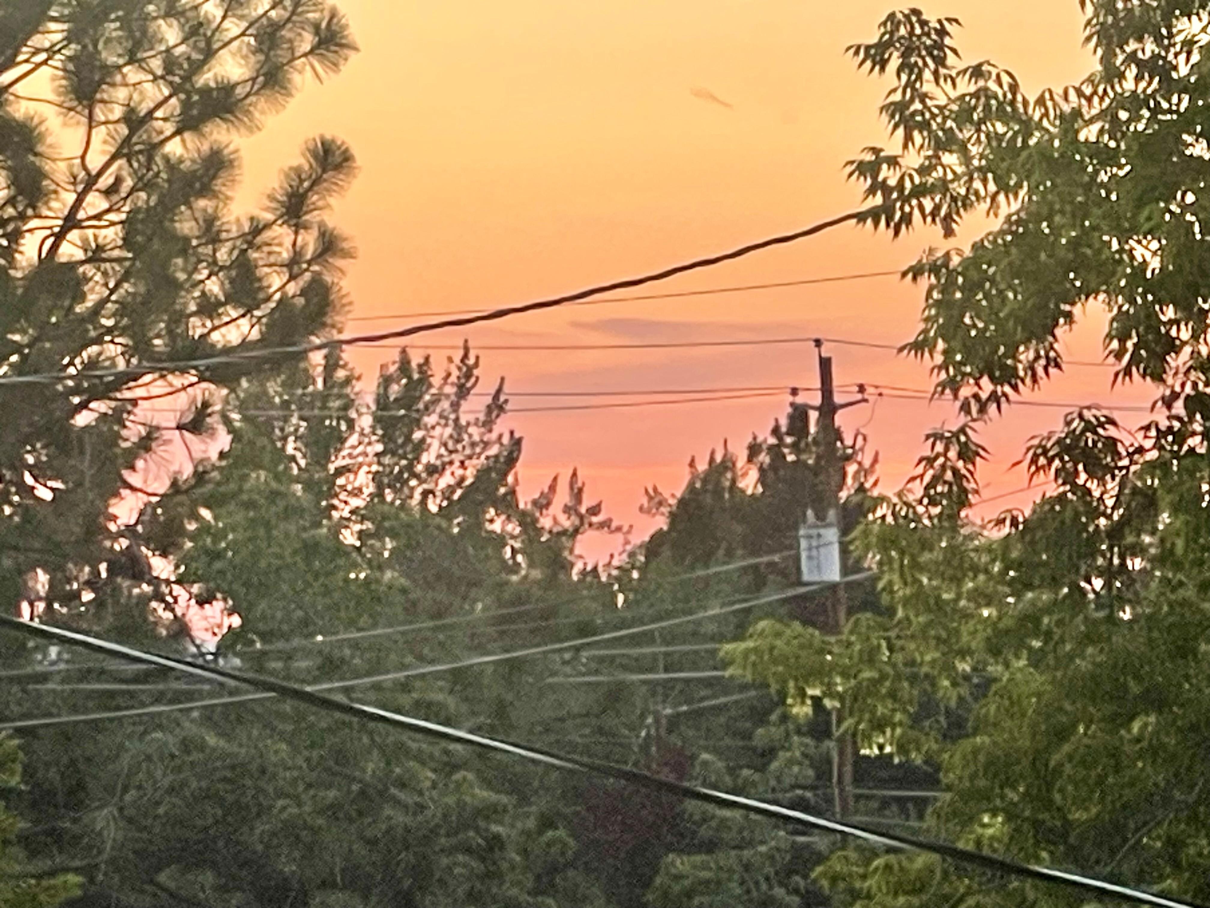 Sunset through the trees