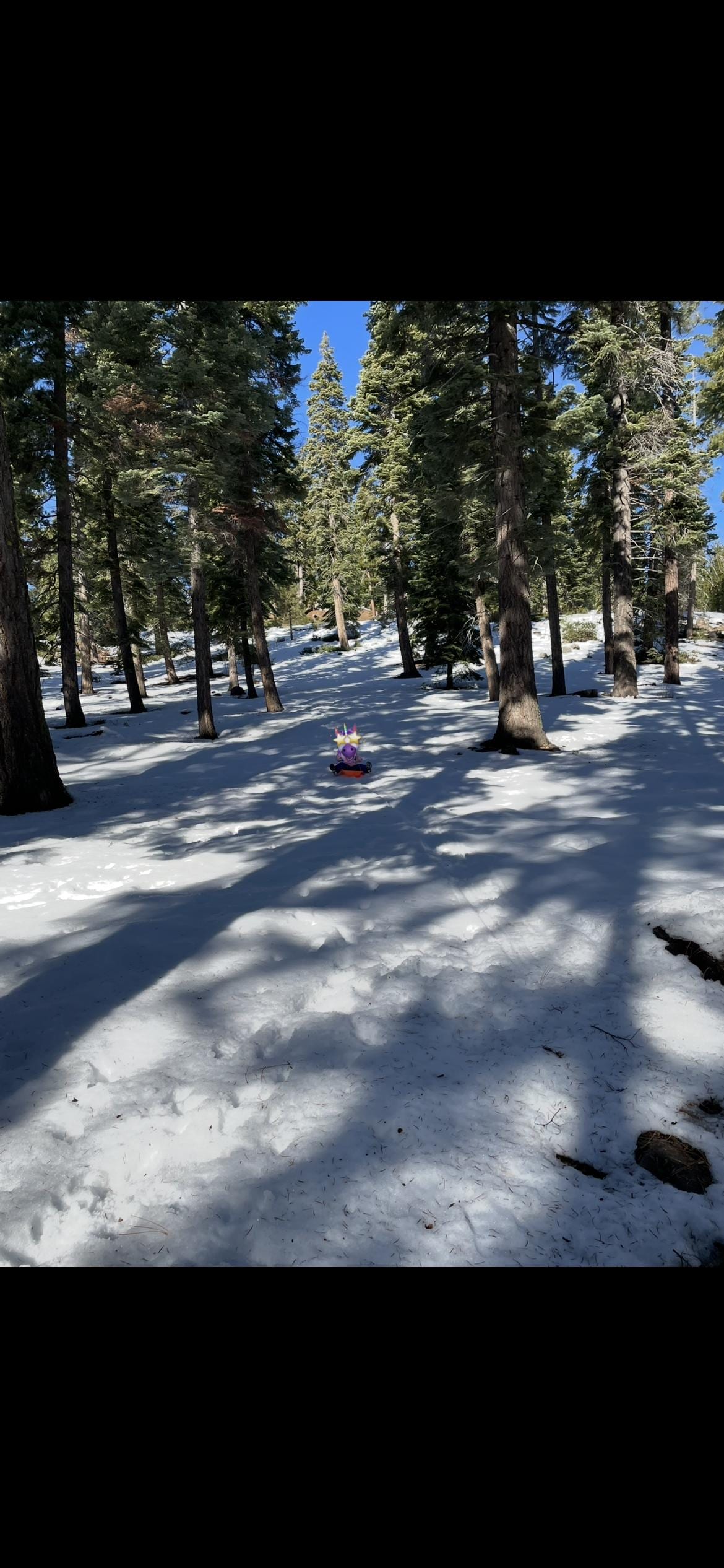 Sled hill behind house. Chair lift swing was great!