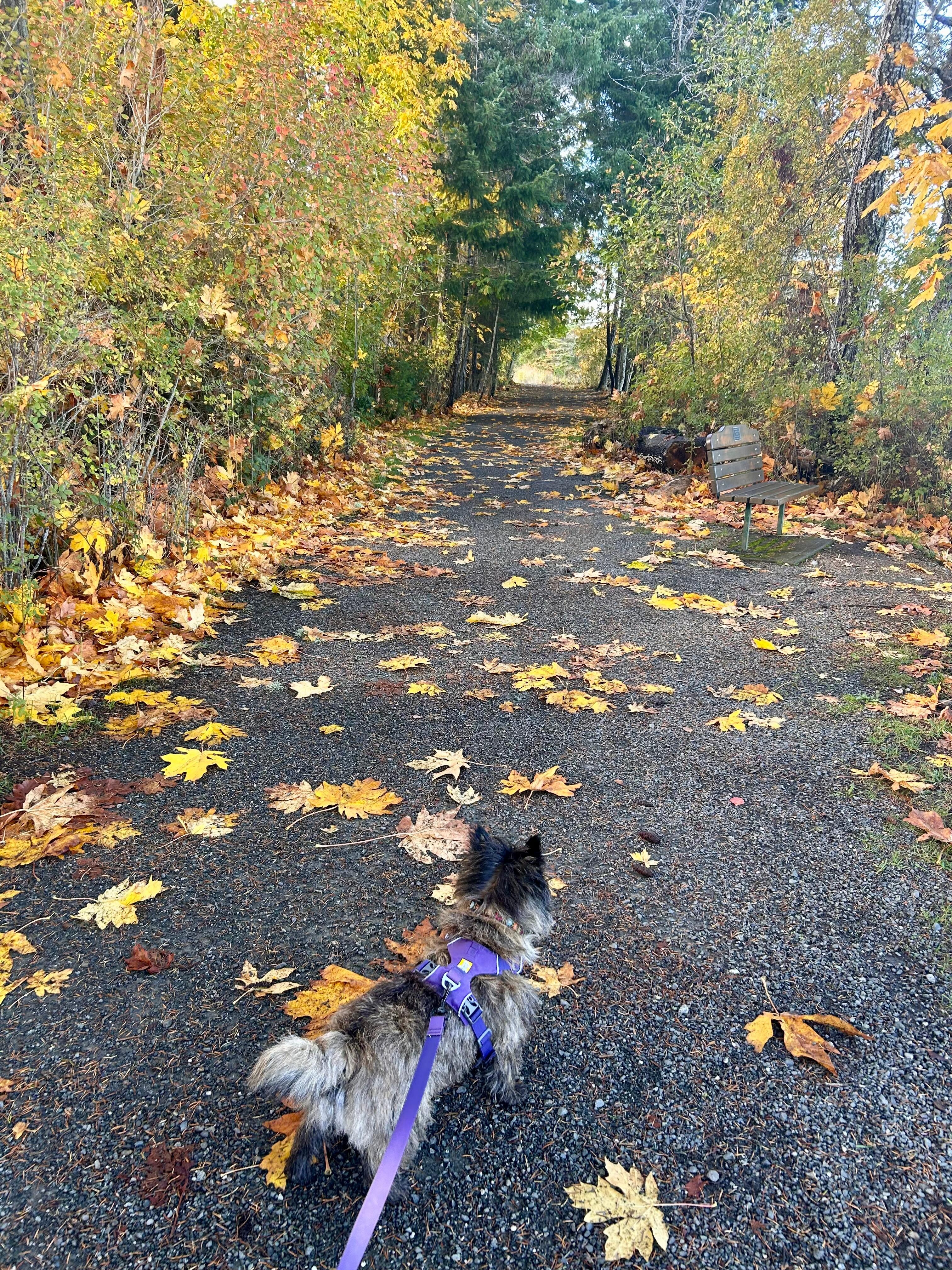 Walkies on the Royston Seaside Trail 