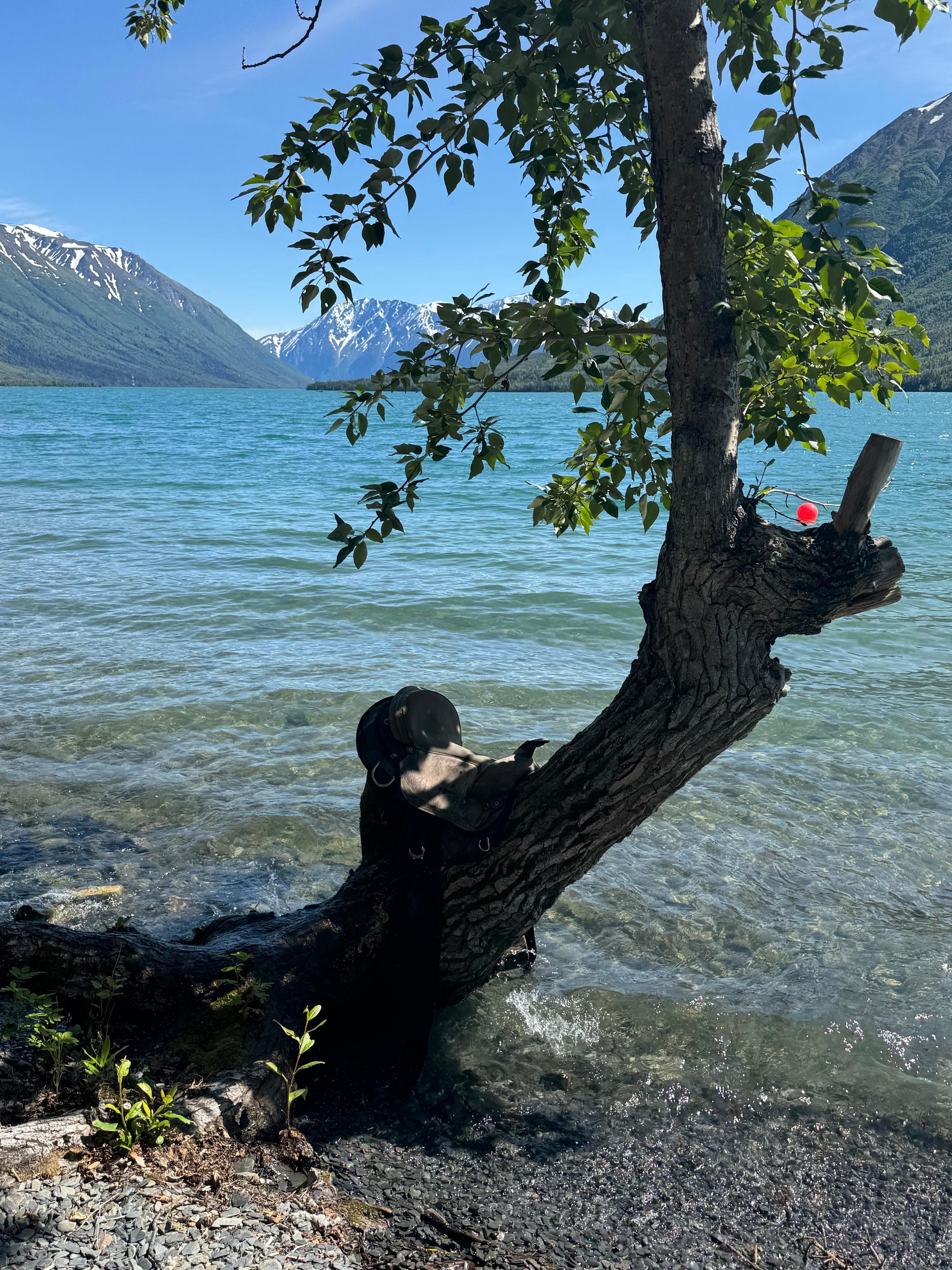 The “unicorn tree” 