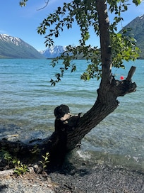 The “unicorn tree”