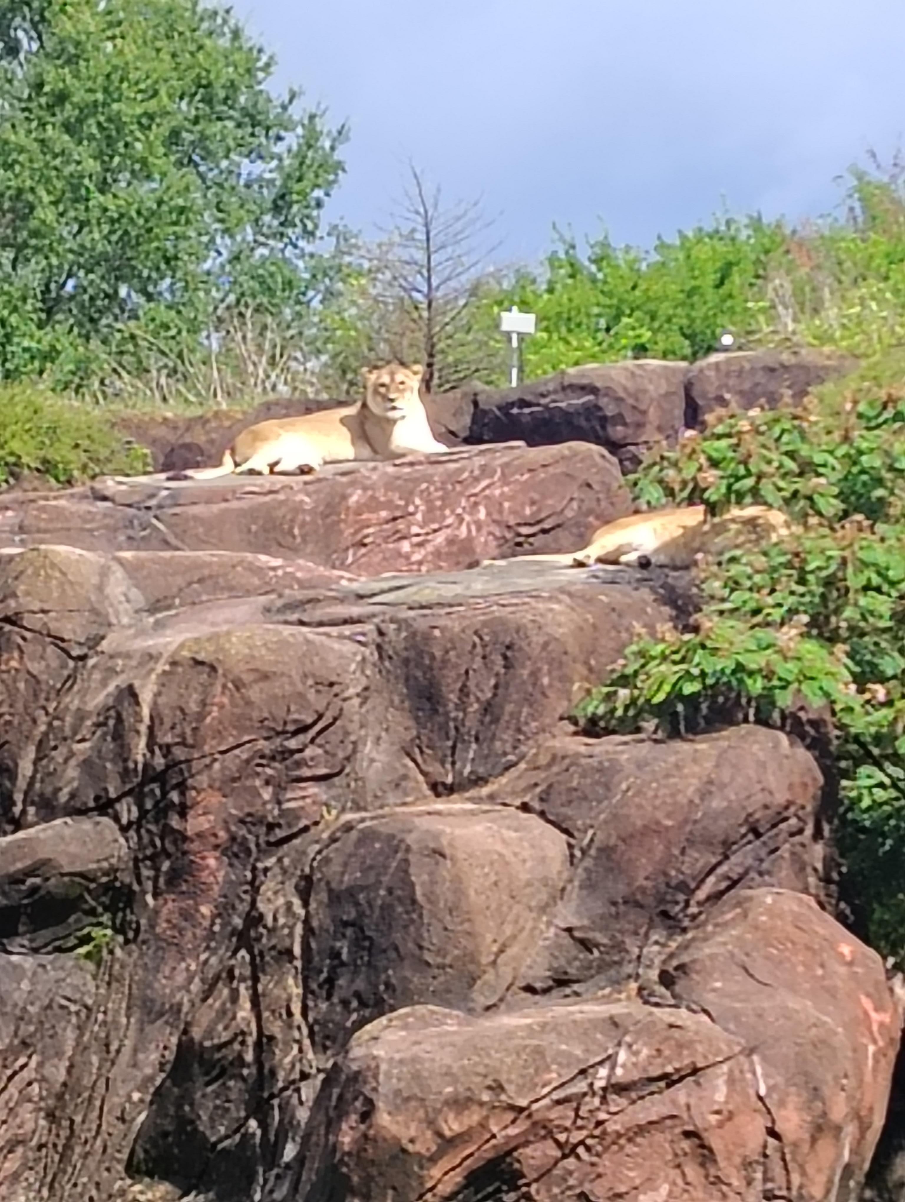 Enjoyed a great day at the zoo which is less the 30mins away from the hotel.
