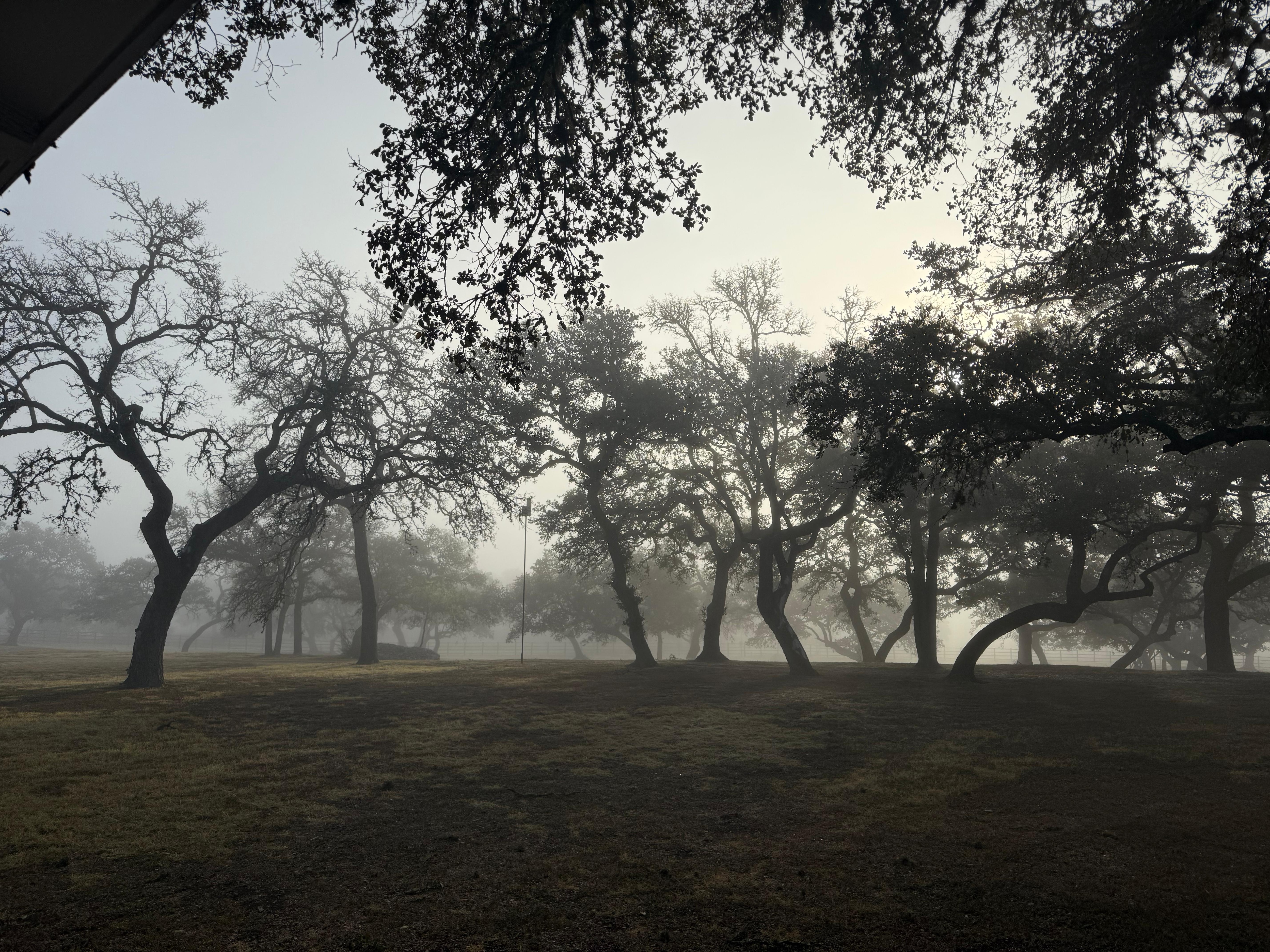 Last morning drinking coffee watching the fog roll away.