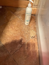 ants in bathroom