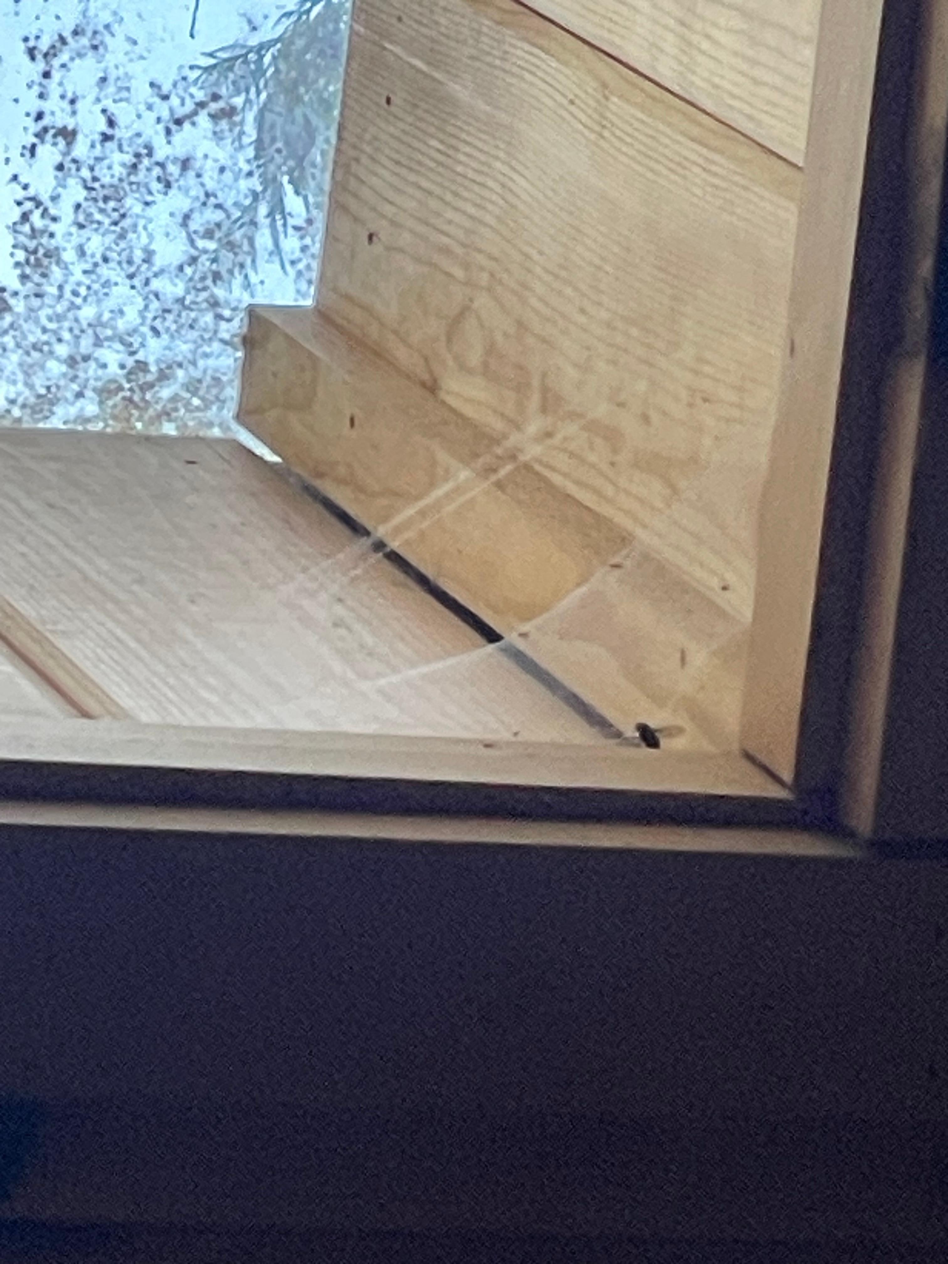 Spiderweb in skylight