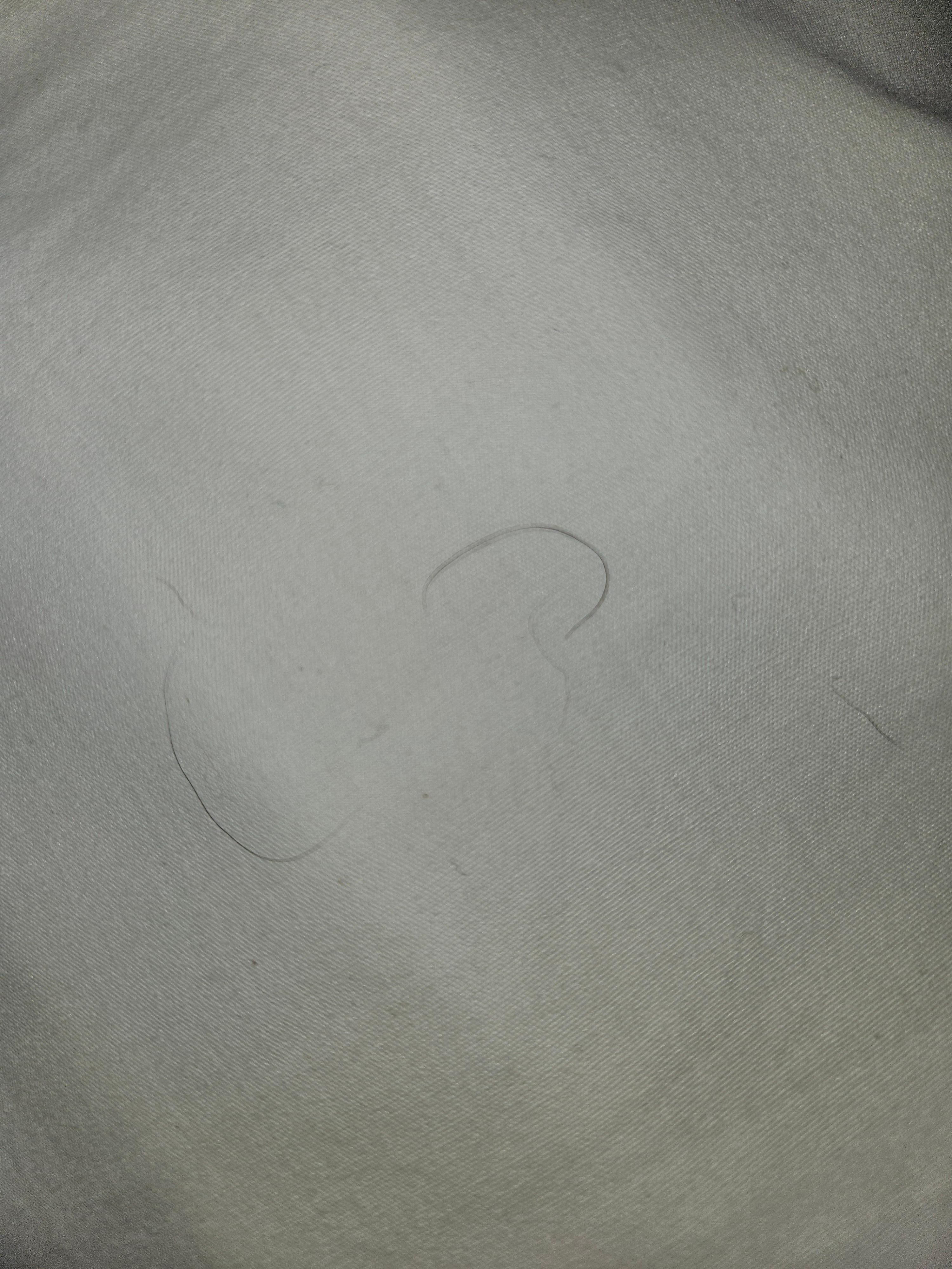Dog hair on pillow
