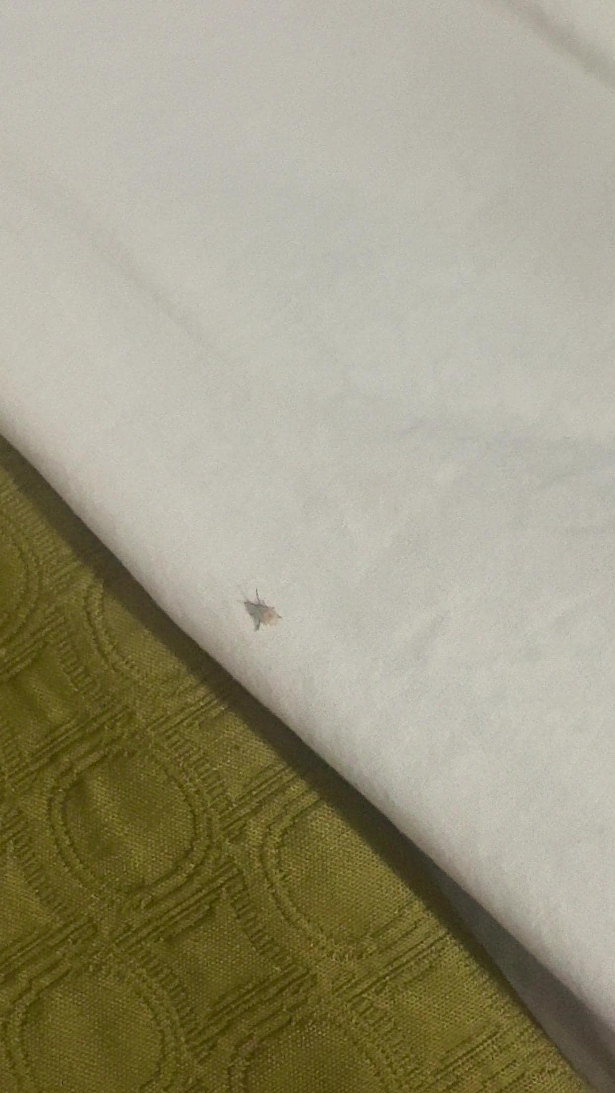 Bugs on bed