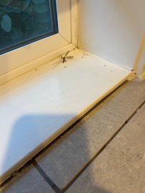 Bugs
