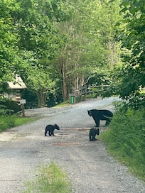 As we entered cabin one afternoon.