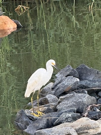 Snowy Egret stopped by for a visit