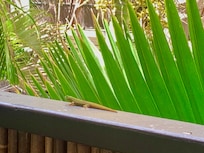 This is my morning visitor while I drank coffee on my lanai