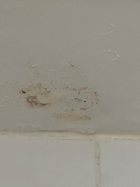 Mold/mildew on the roof and all over the bathroom tiles