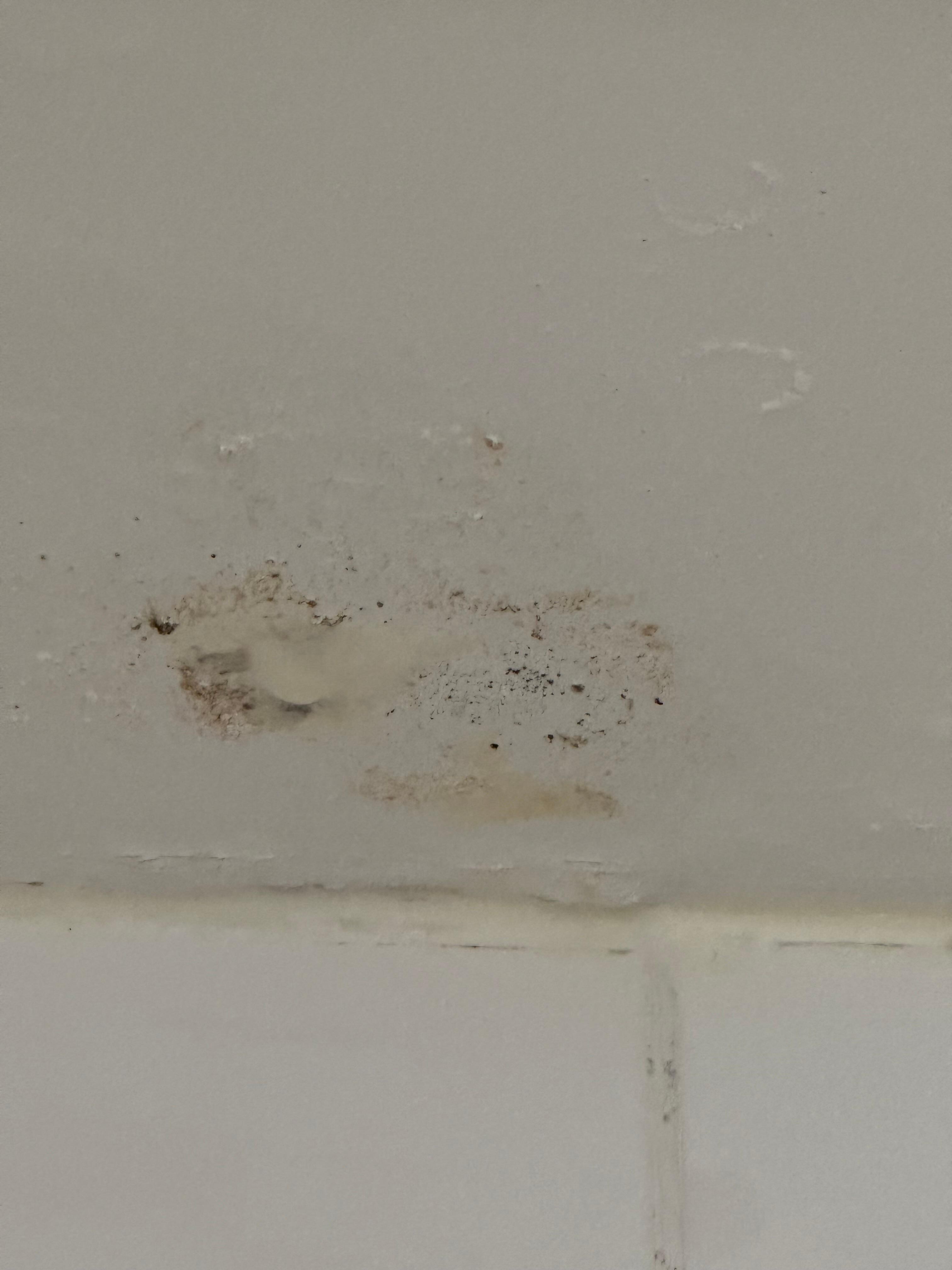 Mold/mildew on the roof and all over the bathroom tiles