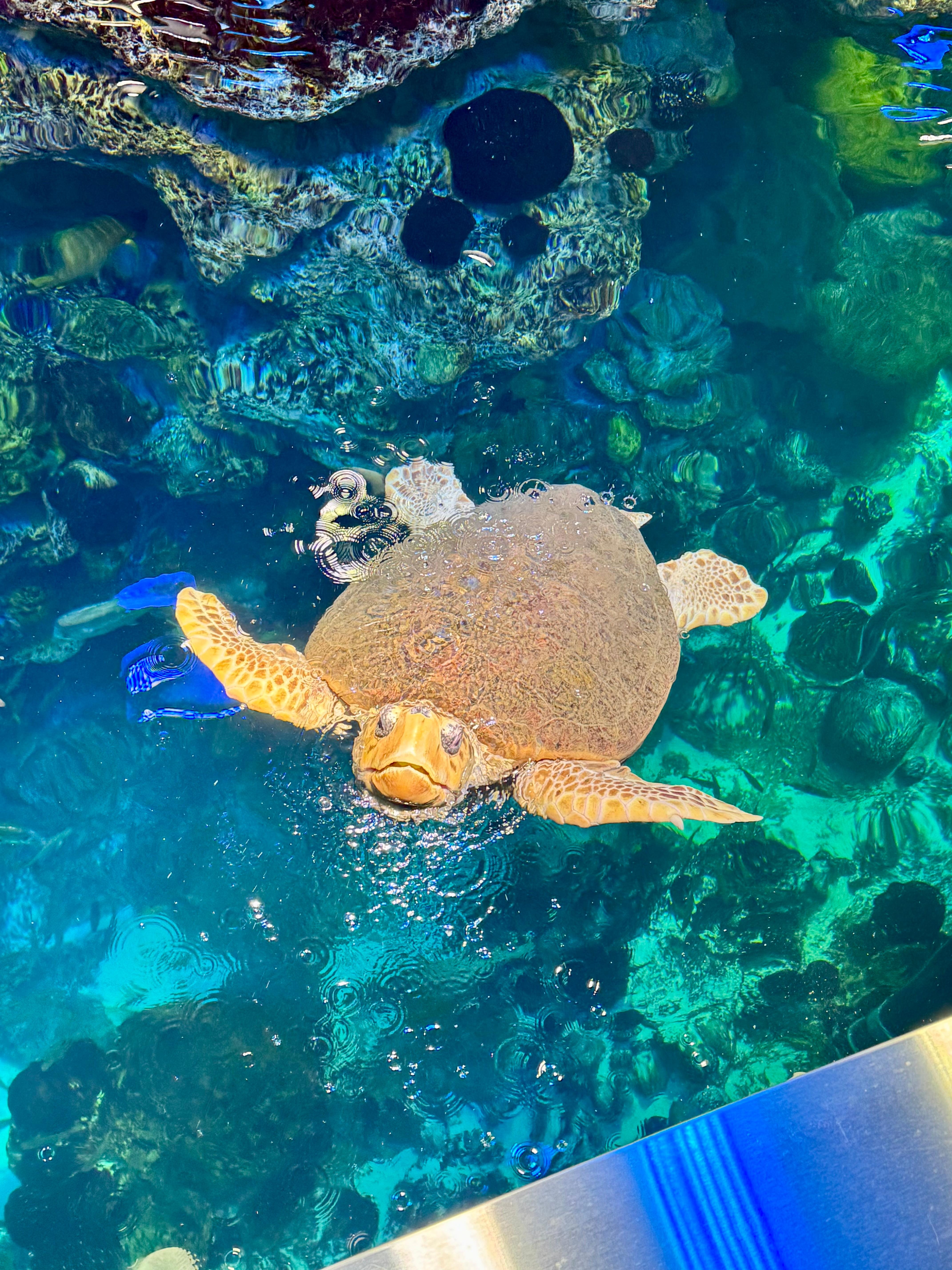 New England Aquarium 