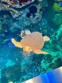 New England Aquarium