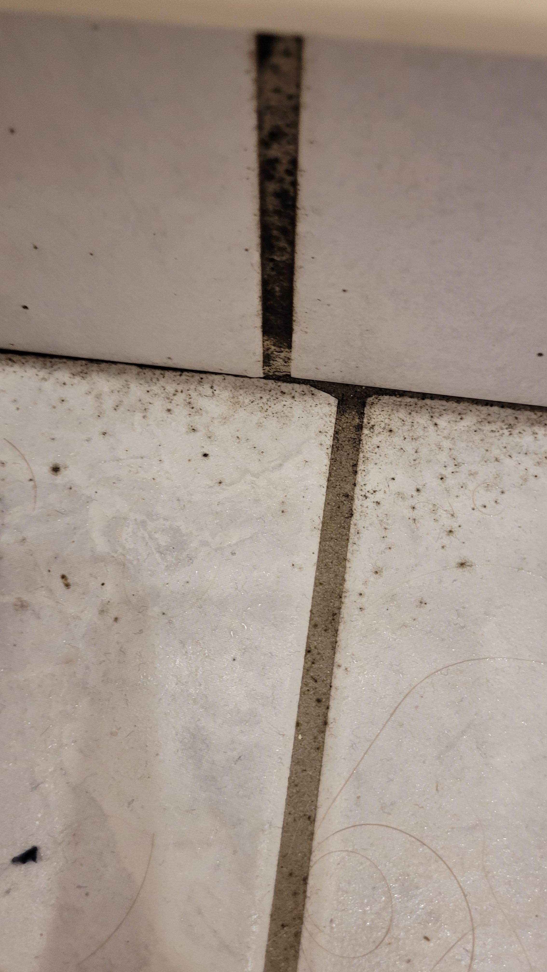 Schimmel bildet sich 