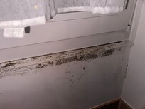 Mold by window
