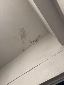 Black mold