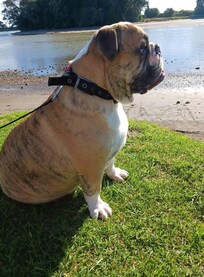 My bulldog Tortu.