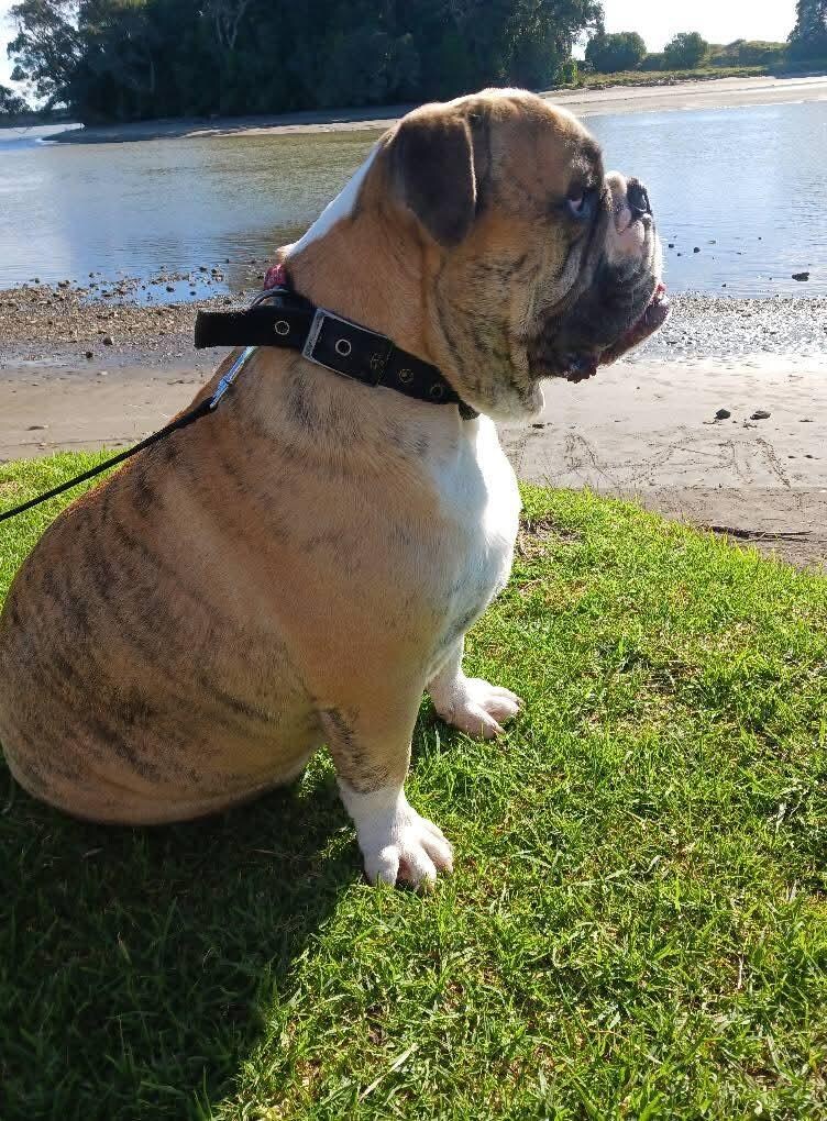My bulldog Tortu.