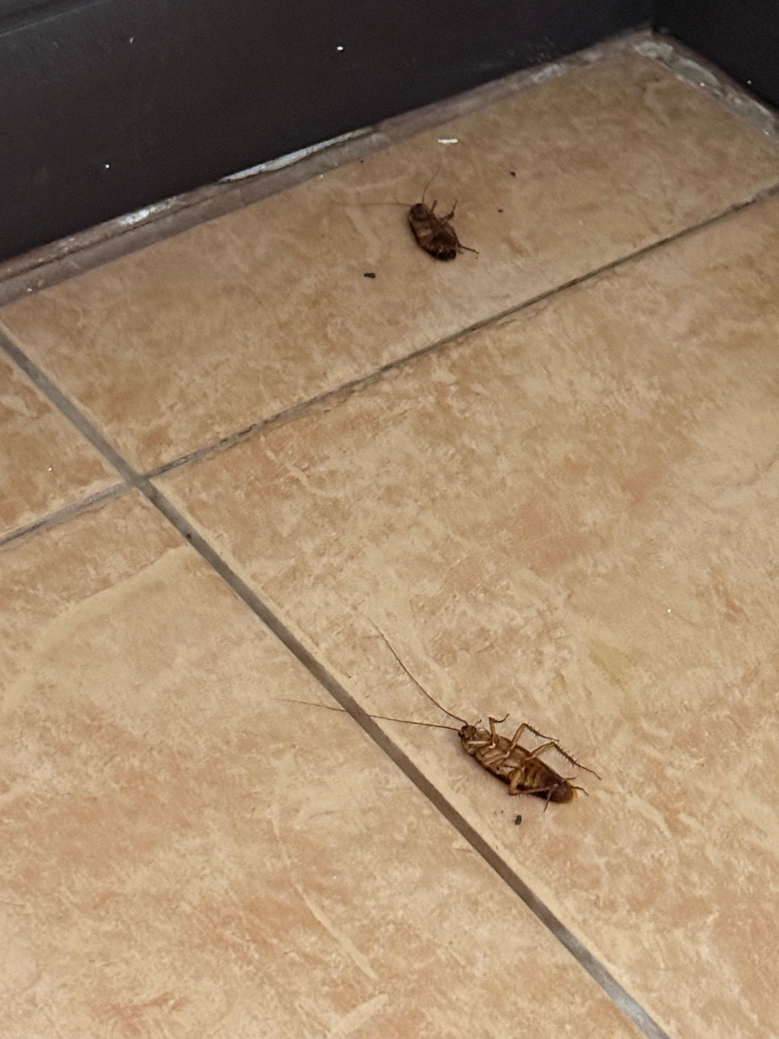 The two cockroaches that greeted us when we arrived. 
