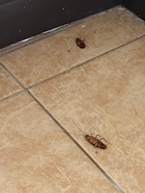 The two cockroaches that greeted us when we arrived.