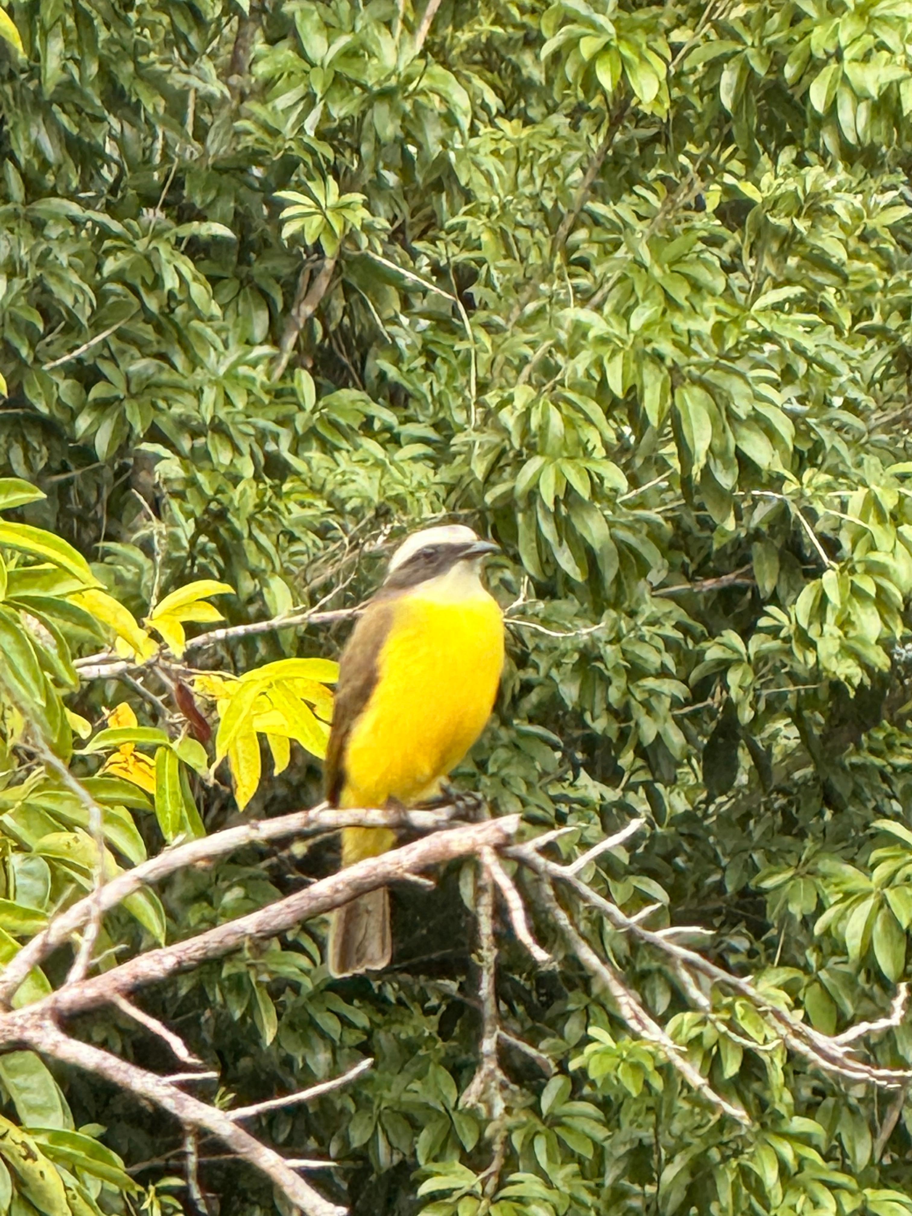 Active nature just off our private patio 