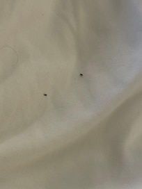 Bugs in the bed