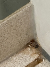 On the floor of the bathroom by the shower. Absolutely disgusting build up of mold/nasty smell.