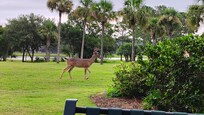 Deer for morning coffee.