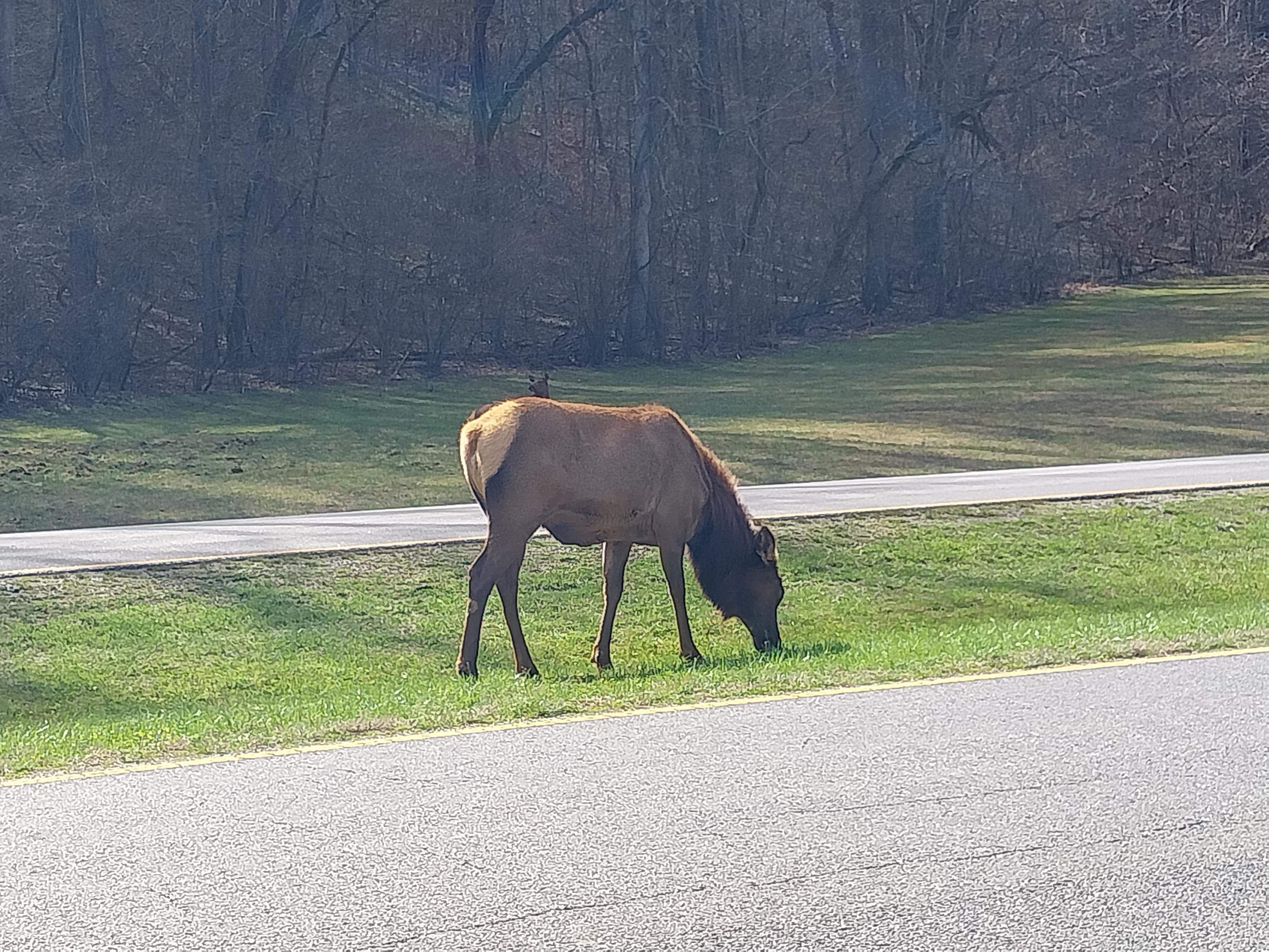 Elk near The National Park 