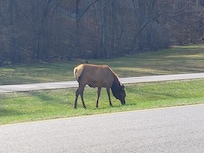 Elk near The National Park