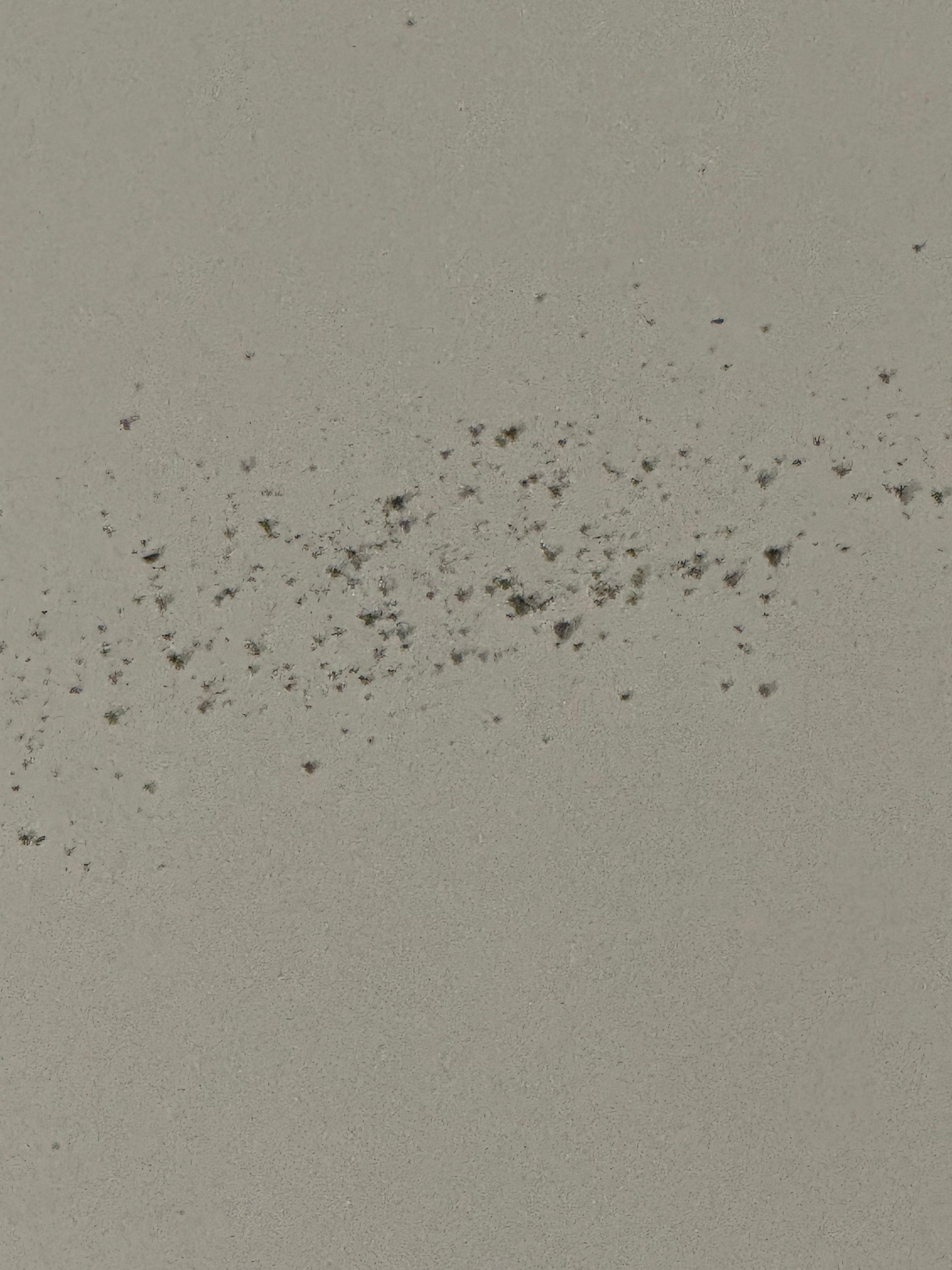 Mold on the ceiling   