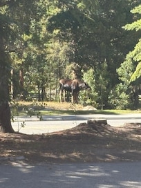 Right across the street.