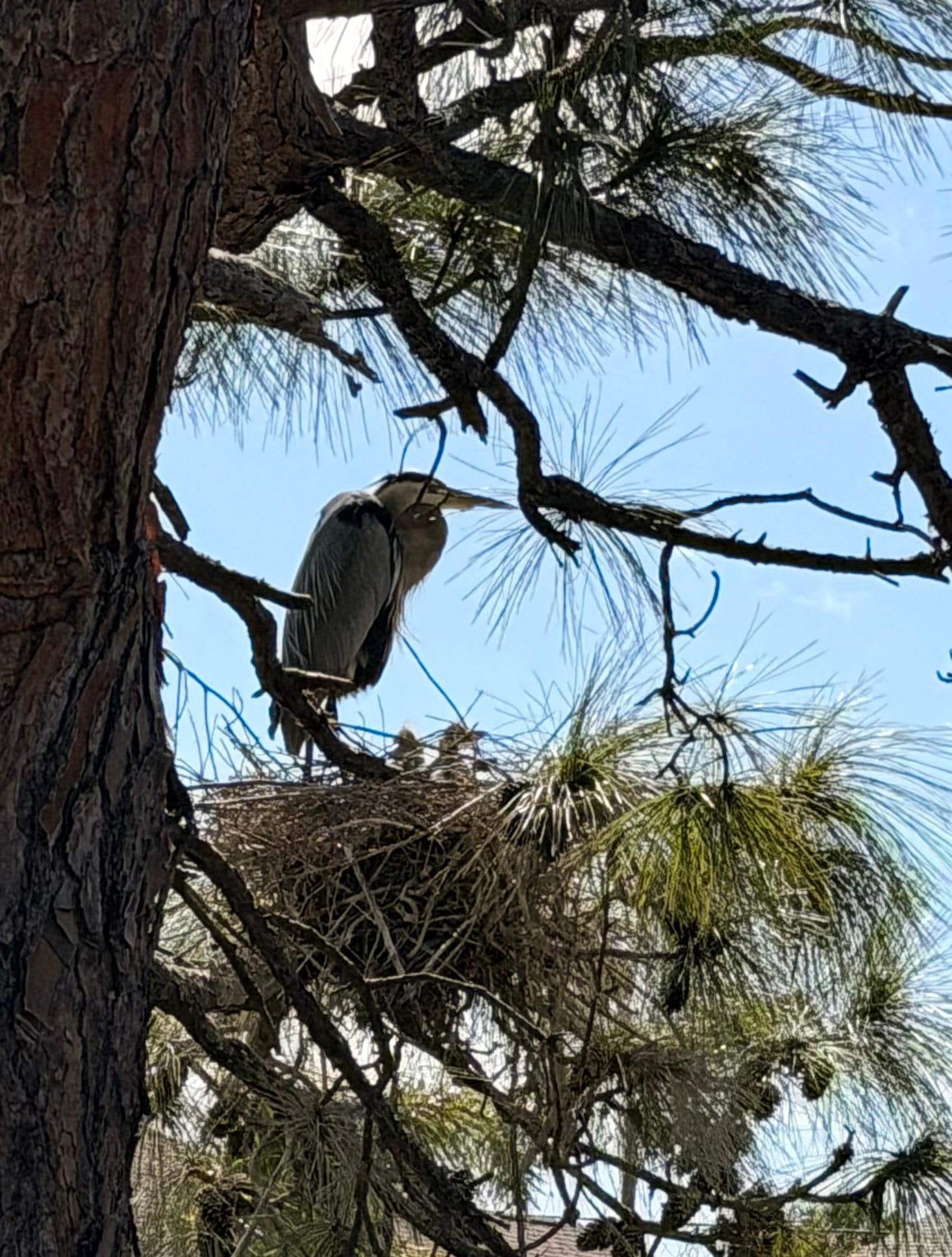 Magical to watch the herons nest between the pool and the canal! 