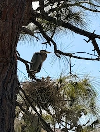 Magical to watch the herons nest between the pool and the canal!
