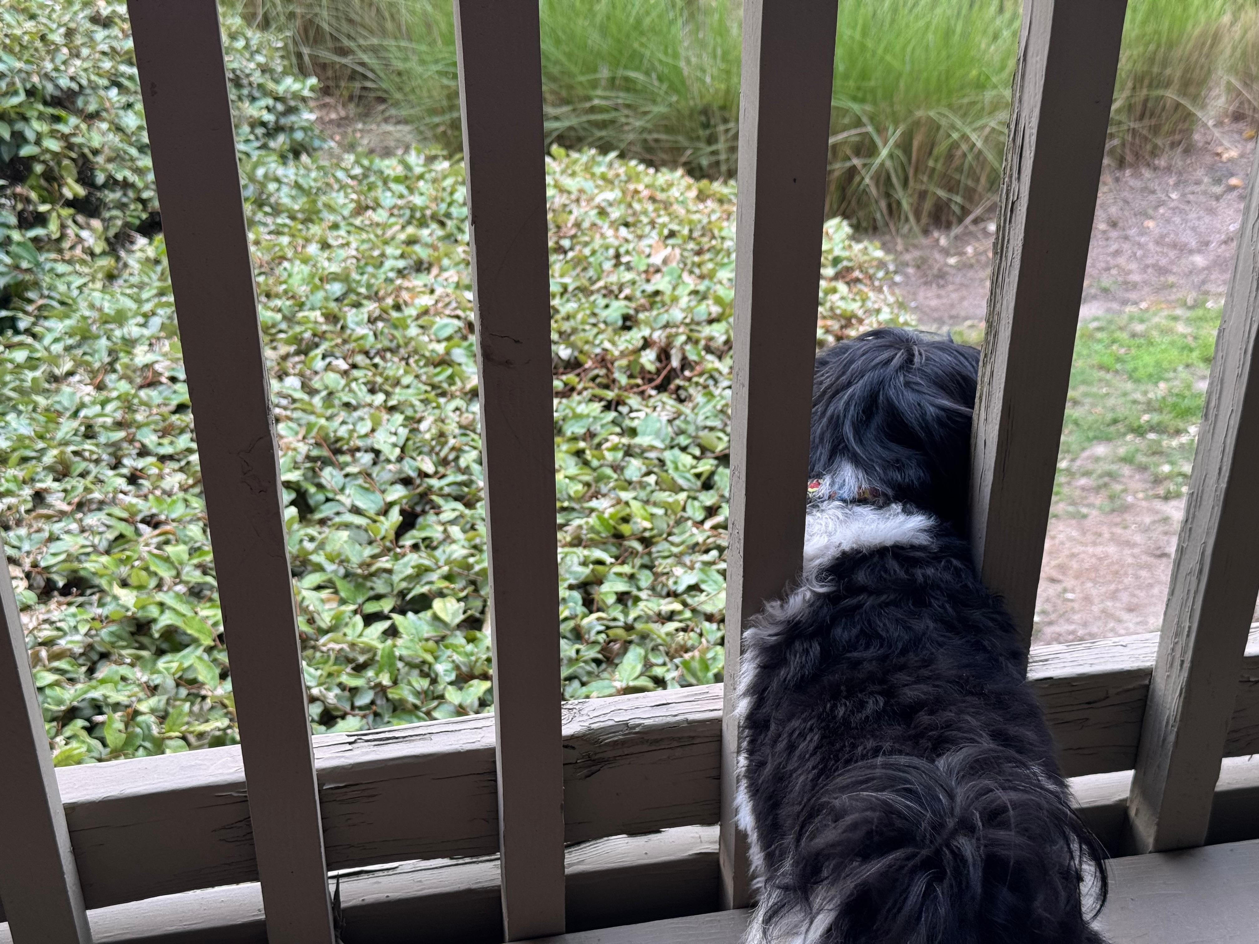 Our man Kai watching passerbys