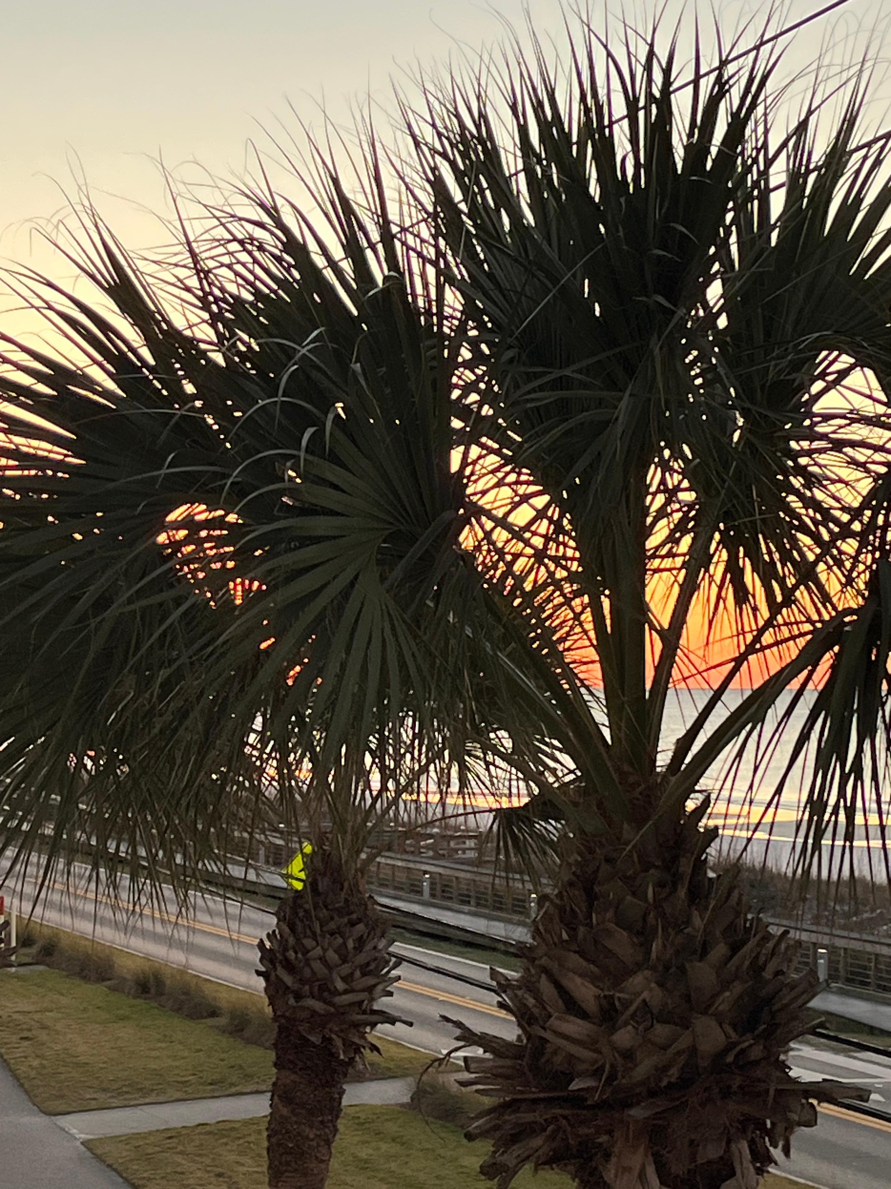 Sunrise thru the palms