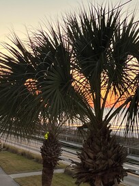 Sunrise thru the palms