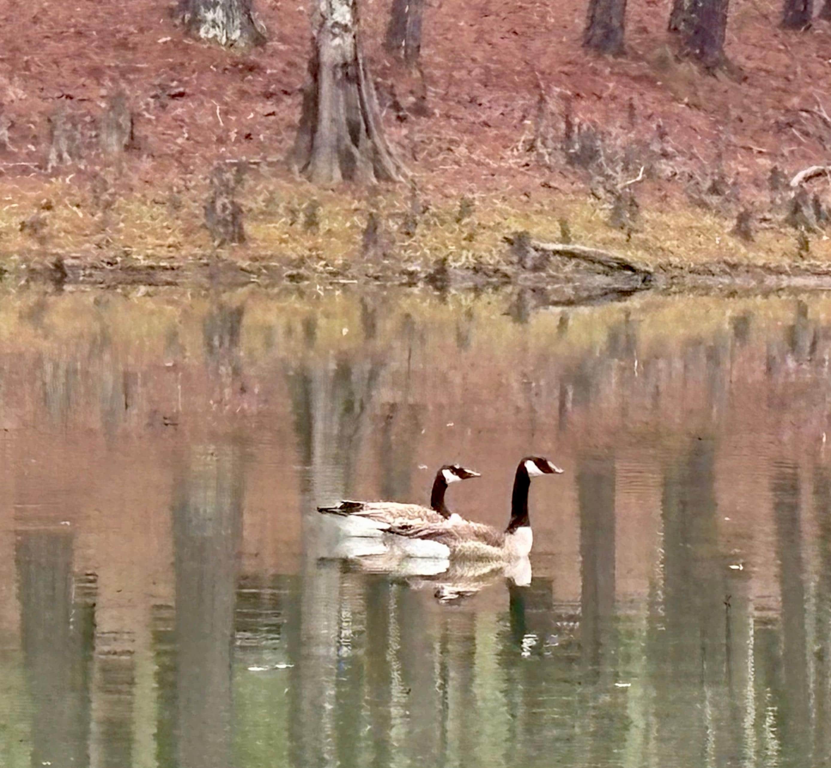Canadian Geese we saw while fishing