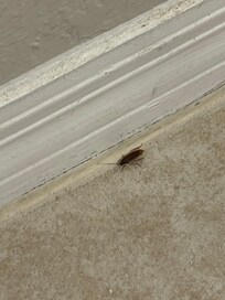 Roaches in the first unit
