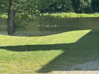 Ducks playing in the river