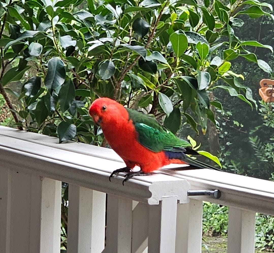 One of our morning visitors!