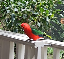 One of our morning visitors!